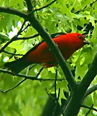 Scarlet Tanager - Photo copyright Larry Master