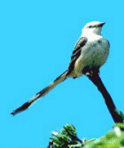 Scissor-tailed Flycatcher - Oklahoma State Bird