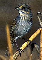 Seaside Sparrow - Photo copyright Steve Nanz