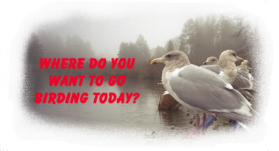 Where do you want to go birding today?