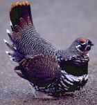 Spruce Grouse - Photo copyright Peter Weber