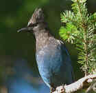 Stellar's Jay - BC Provincial bird - Juhanni Kyyro