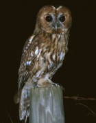 Tawny Owl - Photo copyright Nigel Blake
