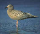 Thayer's Gull - Photo copyright Don DesJardin