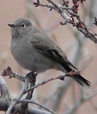 Townsend's Solitaire - Photo copyright Harold Stiver
