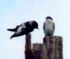 Tree Swallow - Photo copyright Jean Coronel