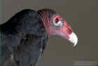 Turkey Vulture - Photo copyright Oleg Volk