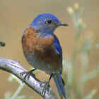 Western Bluebird - Photo copyright Don DesJardin