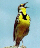 Western Meadowlark - North Dakota State Bird