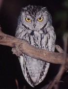 Western Screech-Owl - Photo copyright Steve Metz