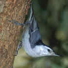 White-breasted Nuthatch - Photo copyright Don DesJardin