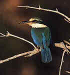 Collared Kingfisher - Photo copyright Trident Press