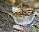 White-throated Sparrow - Photo copyright Robert McDonald