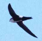 White-throated Swift - Photo copyright Monte Taylor