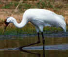 Whooping Crane - endangered - Photo by Marcus Martin