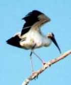 Wood Stork - Photo copyright Jean Coronel
