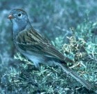 Worthern's Sparrow - Photo copyright Greg Lasley
