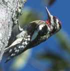 Yellow-bellied Sapsucker - Photo copyright Peter May