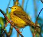 Yellow Warbler - Photo copyright Robert McDonald