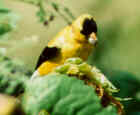 American Goldfinch - Iowa State Bird - Photo by Marcus Martin