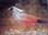Solomon Islands Crowned Pigeon